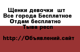 Щенки девочки 4шт - Все города Бесплатное » Отдам бесплатно   . Тыва респ.